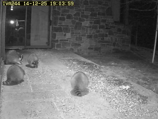 Automatic camera wildlife capture