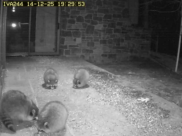 Automatic camera wildlife capture