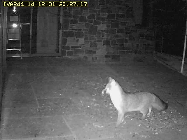 Automatic camera wildlife capture